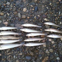 渋いキスの反応